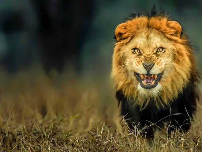 Những loài sư tử ăn thịt người nổi tiếng thế giới - Ảnh 3.