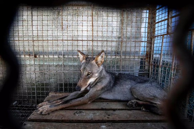 Khung cảnh bên trong “Sở thú địa ngục” tại Albania: Sư tử nằm thẫn thờ chờ chết, sói ốm yếu co ro - Ảnh 7.