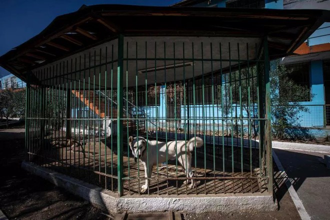 Khung cảnh bên trong “Sở thú địa ngục” tại Albania: Sư tử nằm thẫn thờ chờ chết, sói ốm yếu co ro - Ảnh 10.