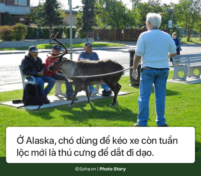 [Photo Story] Những điều kỳ lạ chỉ có ở Alaska, điều số 5 không dành cho người yếu tim - Ảnh 9.