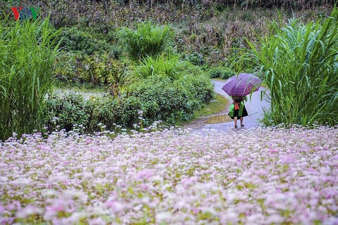 Tới Hà Giang ngắm hoa tam giác mạch đẹp ngất ngây - Ảnh 4.