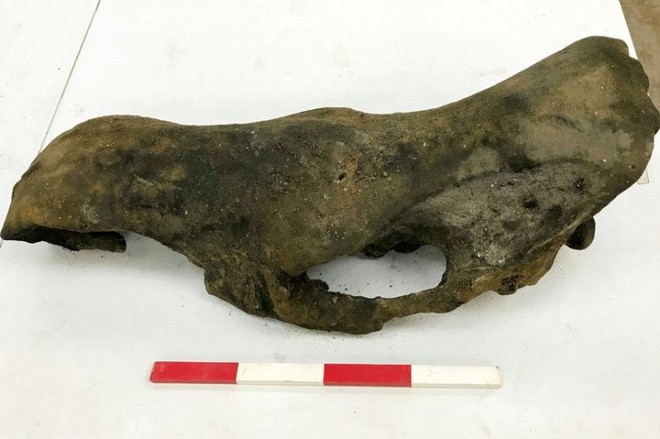 Phát hiện xương voi ma mút cổ đại 130.000 năm tuổi - Ảnh 3.