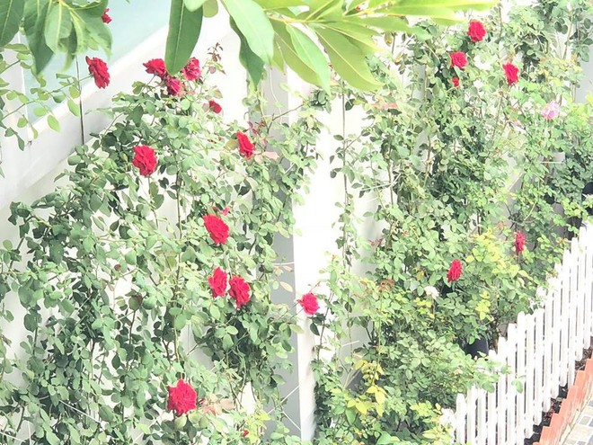 Ngắm vườn rau sạch và hoa tươi vô cùng bình yên của vợ chồng nghệ sĩ Hồng Vân và Lê Tuấn Anh - Ảnh 24.