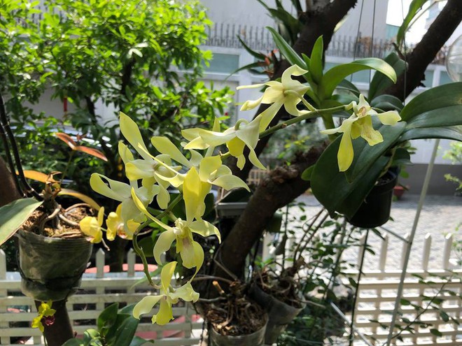 Ngắm vườn rau sạch và hoa tươi vô cùng bình yên của vợ chồng nghệ sĩ Hồng Vân và Lê Tuấn Anh - Ảnh 30.