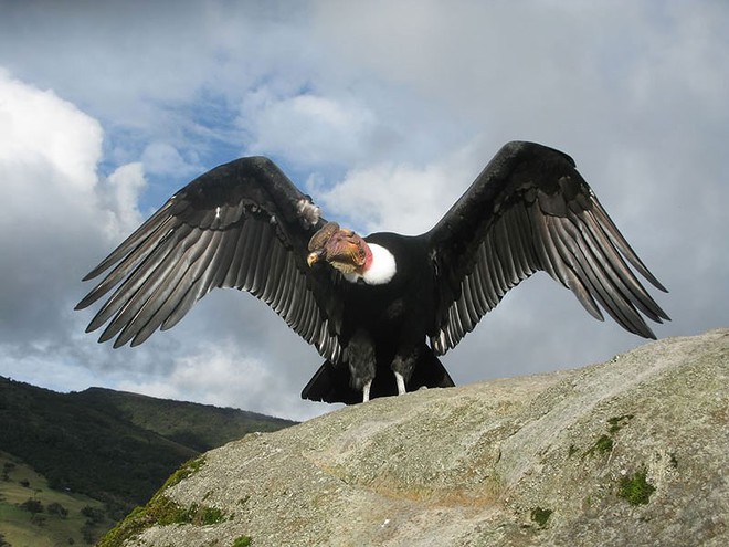 Top 10 loài chim lớn nhất thế giới - Ảnh 7.