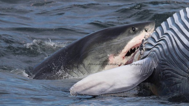Cá mập trắng cắn xé xác cá voi khổng lồ ngay trước mũi tàu - Ảnh 3.