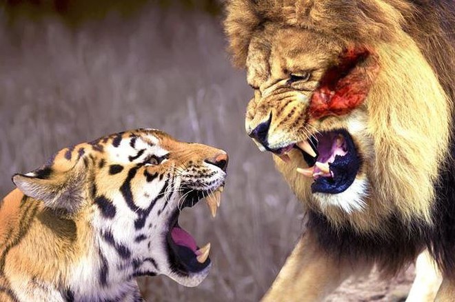 Những trận đấu lịch sử giữa sư tử và hổ - Ảnh 2.