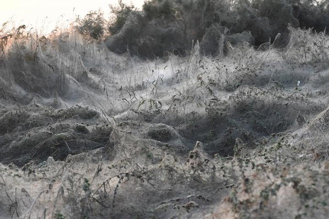 Ảnh: Rợn người cảnh mạng nhện phủ kín vùng Hồ Vistonida, Hy Lạp - Ảnh 2.