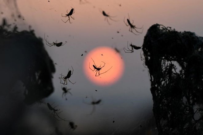 Ảnh: Rợn người cảnh mạng nhện phủ kín vùng Hồ Vistonida, Hy Lạp - Ảnh 5.