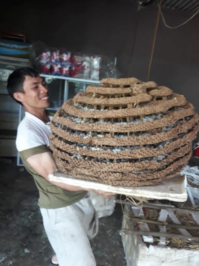 Chàng trai khoe loài ong đốt thần ngả ngửa, làm tổ khủng nặng 35 kg - Ảnh 3.