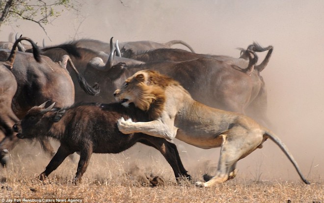 Hai con sư tử đực cùng song kiếm hợp bích mà vẫn không thể ăn thịt được trâu non - Ảnh 3.
