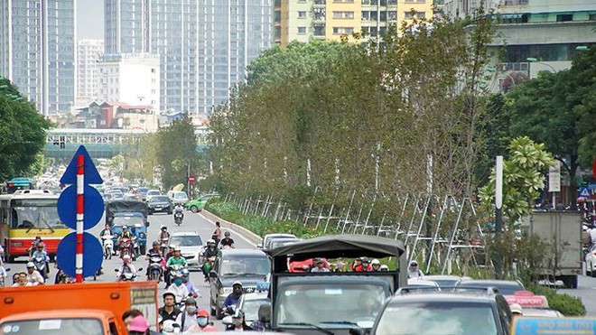 Loạt cây phong Hà Nội lá chớm đỏ đã tàn? - Ảnh 2.