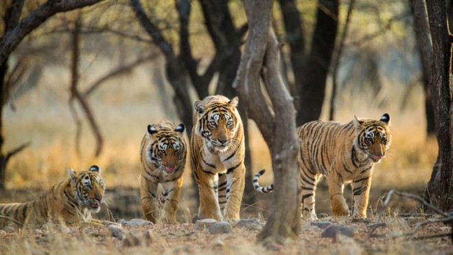 Khoa học xác nhận có 9 loài hổ trên Trái đất, 3 loài đã tuyệt chủng và đây là lý do vì sao điều này quan trọng - Ảnh 1.