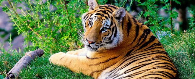 Khoa học xác nhận có 9 loài hổ trên Trái đất, 3 loài đã tuyệt chủng và đây là lý do vì sao điều này quan trọng - Ảnh 2.