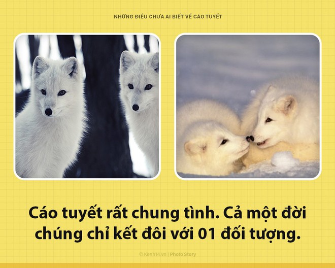 Các ông à! Tôi là một con cáo tuyết, và đảm bảo rằng tôi xịn hơn cái lũ đã từng lên sóng nhiều - Ảnh 7.