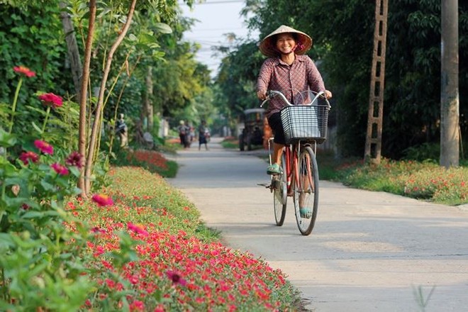 Ngắm đường hoa sam độc nhất ở Quảng Bình - Ảnh 1.