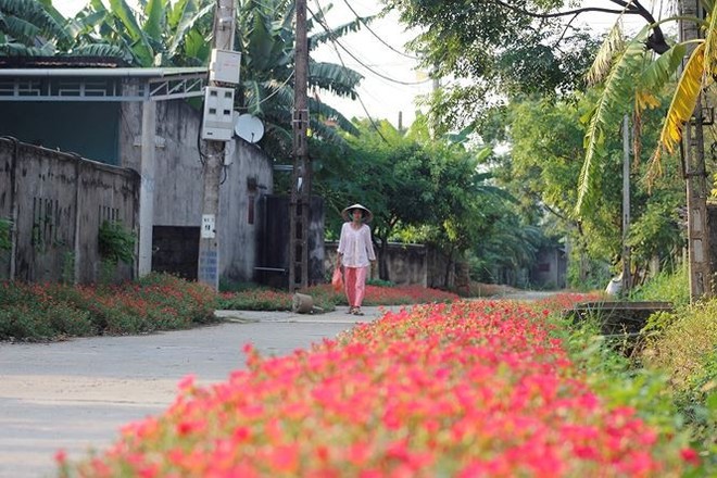 Ngắm đường hoa sam độc nhất ở Quảng Bình - Ảnh 6.