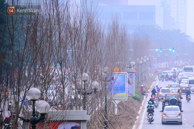 Hàng cây phong lá đỏ củi khô trước đây đã nhuộm sắc vàng đầu thu Hà Nội - Ảnh 1.