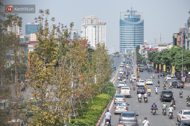 Hàng cây phong lá đỏ củi khô trước đây đã nhuộm sắc vàng đầu thu Hà Nội - Ảnh 3.