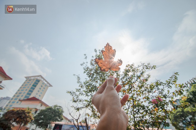 Hàng cây phong lá đỏ củi khô trước đây đã nhuộm sắc vàng đầu thu Hà Nội - Ảnh 9.