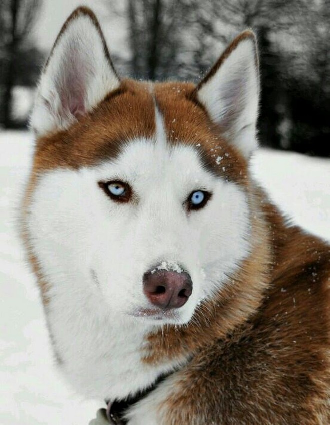 Kiểm tra 6.070 con chó Husky, giới khoa học đã hiểu vì sao mắt chúng có màu xanh  - Ảnh 6.