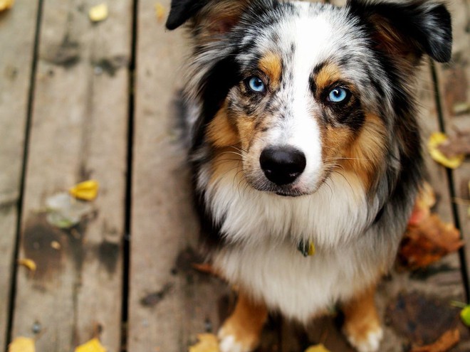 Kiểm tra 6.070 con chó Husky, giới khoa học đã hiểu vì sao mắt chúng có màu xanh  - Ảnh 2.