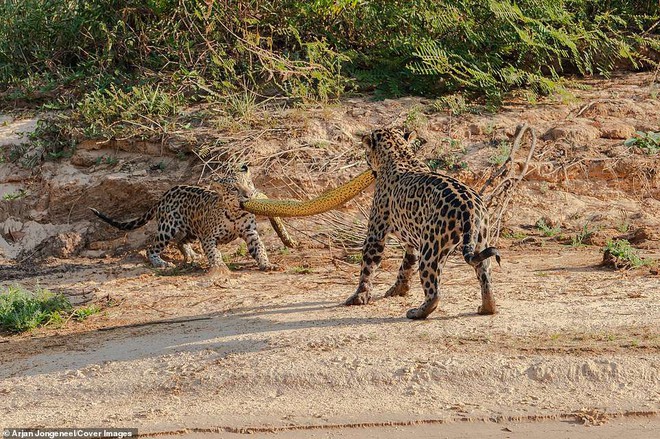 Cùng ngậm xác anaconda dài 4,8m qua sông, khi lên bờ báo con có hành động trở mặt - Ảnh 3.