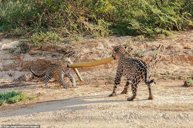 Cùng ngậm xác anaconda dài 4,8m qua sông, khi lên bờ báo con có hành động trở mặt - Ảnh 4.