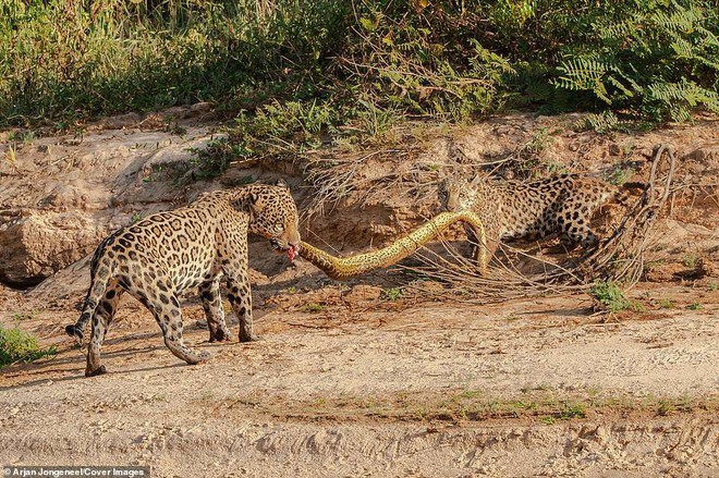 Cùng ngậm xác anaconda dài 4,8m qua sông, khi lên bờ báo con có hành động trở mặt - Ảnh 5.