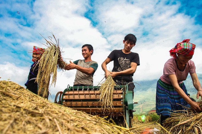 Đốn tim vẻ hư ảo mùa vàng ruộng bậc thang Tú Lệ - Ảnh 11.