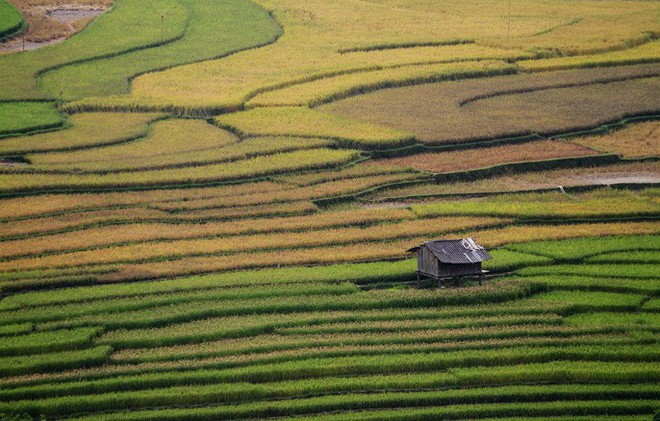 Đốn tim vẻ hư ảo mùa vàng ruộng bậc thang Tú Lệ - Ảnh 5.