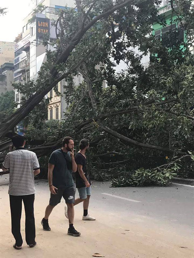 Hà Nội: Cây đa bật gốc chắn ngang đường Tôn Đức Thắng, giao thông tê liệt - Ảnh 3.