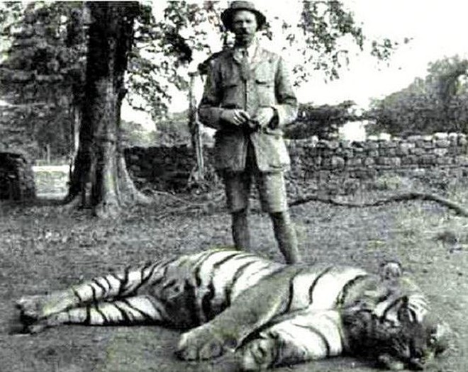 Câu chuyện rùng rợn về hổ cái ăn thịt người vùng Champawat - Ảnh 1.