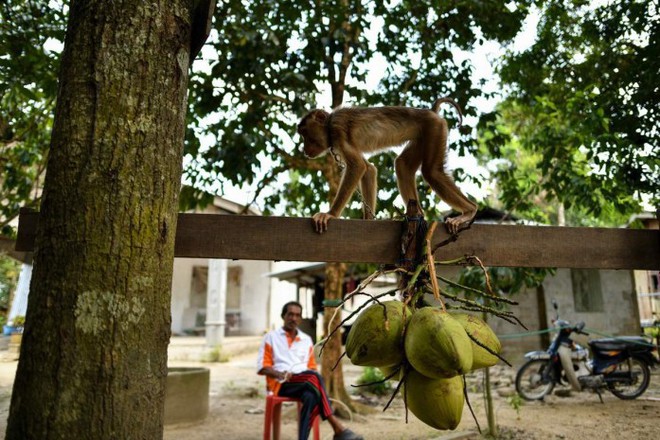 Khỉ hái dừa, ném chết bà lão 72 tuổi - Ảnh 1.