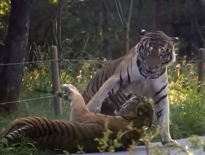 Những màn đánh nhau cực đỉnh của con hổ bị nhốt trong sở thú - Ảnh 1.