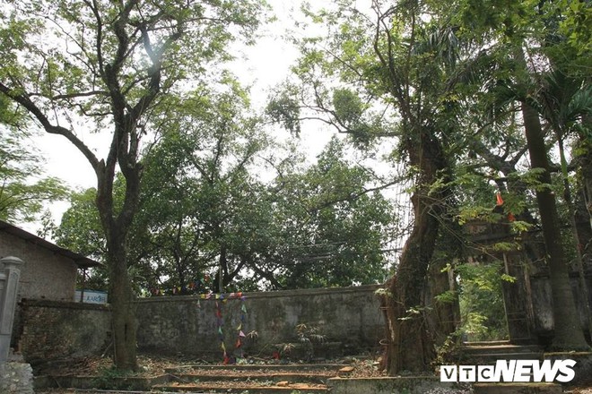 Một nhánh của cây sưa khổng lồ ở Hà Nội từng được bán đấu giá 31 tỷ đồng - Ảnh 2.
