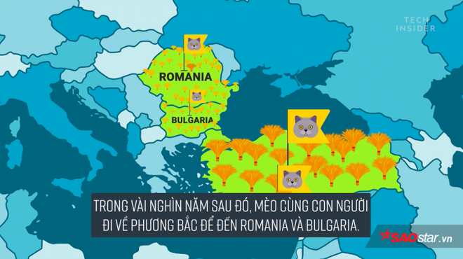 Đố bạn biết loài mèo đã thống trị thế giới bằng cách nào? - Ảnh 11.