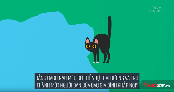 Đố bạn biết loài mèo đã thống trị thế giới bằng cách nào? - Ảnh 3.