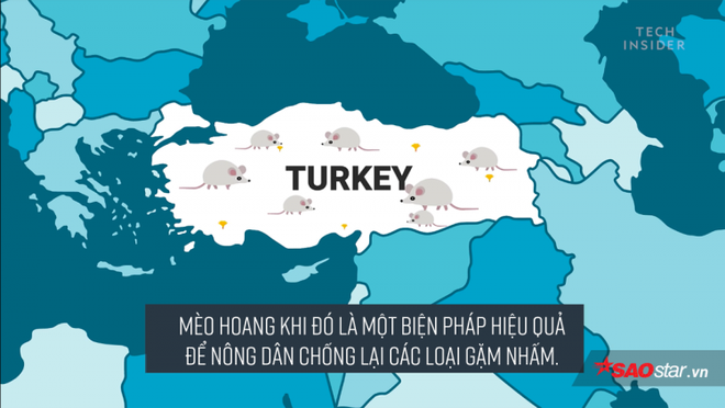 Đố bạn biết loài mèo đã thống trị thế giới bằng cách nào? - Ảnh 7.