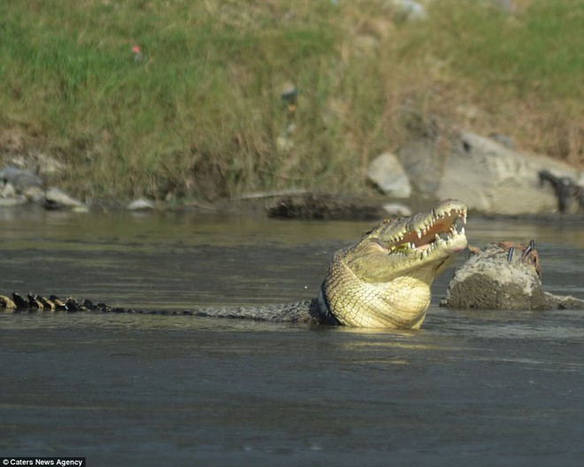 24h qua ảnh: Cá sấu khổng lồ mắc kẹt trong lốp xe suốt 2 năm - Ảnh 3.