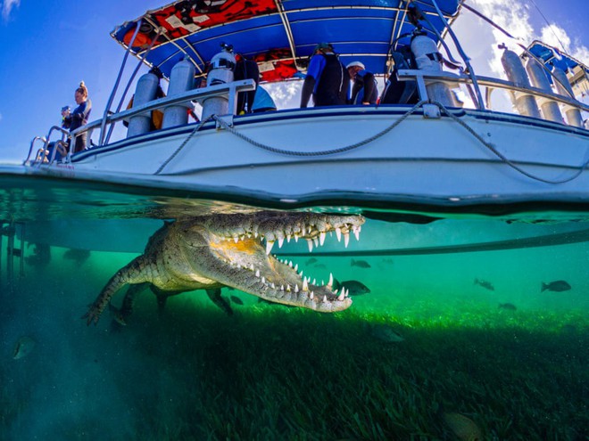 24h qua ảnh: Cá sấu khổng lồ rình rập dưới tàu chở du khách - Ảnh 4.