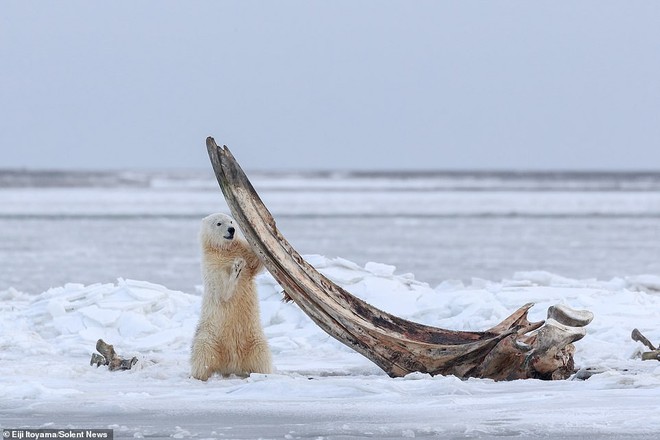 Bữa tiệc hiếm ở Alaska: Cận cảnh gấu Bắc Cực gặm xương của con cá voi nặng 75 tấn - Ảnh 1.