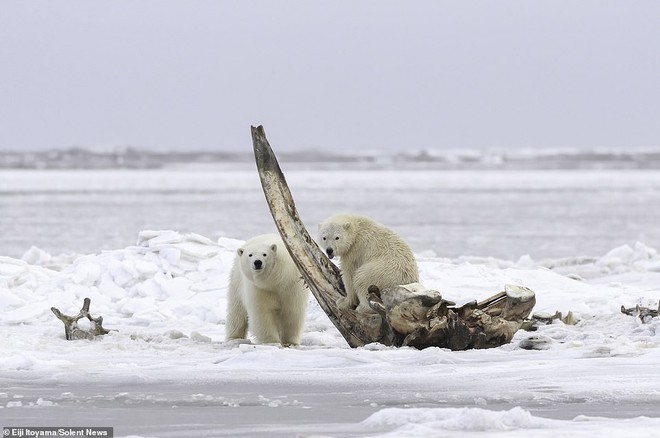 Bữa tiệc hiếm ở Alaska: Cận cảnh gấu Bắc Cực gặm xương của con cá voi nặng 75 tấn - Ảnh 3.