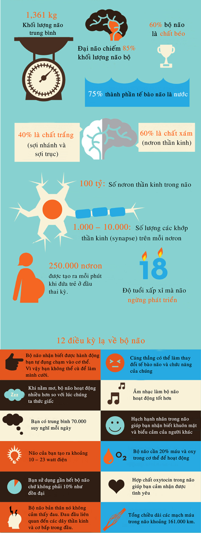 [Infographic] Những điều thú vị về bộ não người - Ảnh 1.