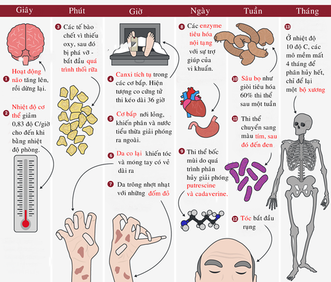 [Infographic] Những biến đổi của cơ thể người sau khi chết - Ảnh 1.