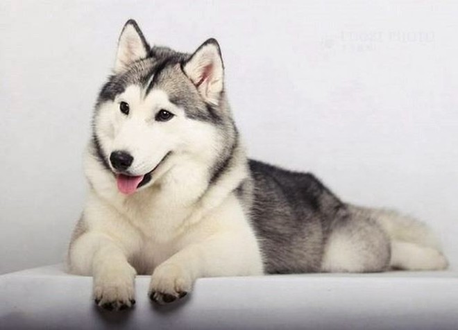 Những đặc điểm về ngoại hình và hành vi của giống chó Husky - Ảnh 3.