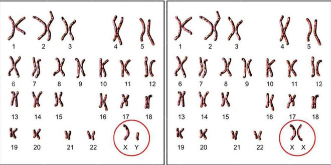 Nữ là XX, nam là XY, nhưng tại sao không có nhiễm sắc thể YY? - Ảnh 1.