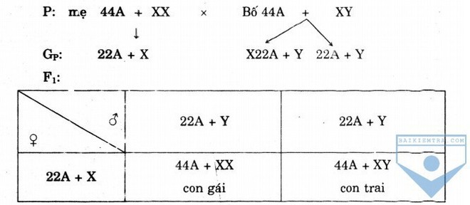 Nữ là XX, nam là XY, nhưng tại sao không có nhiễm sắc thể YY? - Ảnh 2.