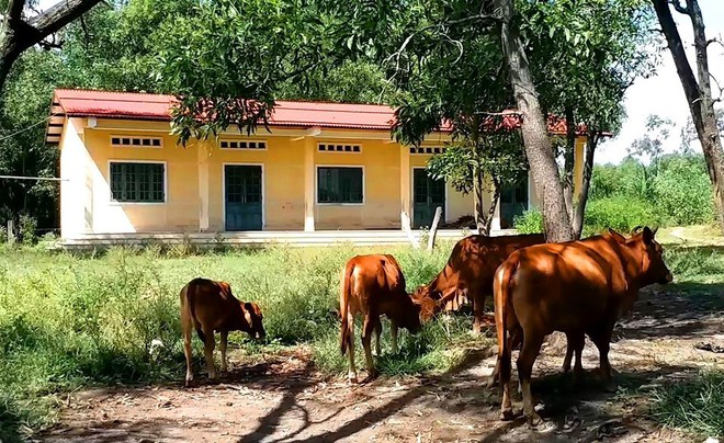 Trường học hàng trăm triệu đồng cho học sinh vùng khó khăn thành nơi… chứa củi, bò phóng uế - Ảnh 2.