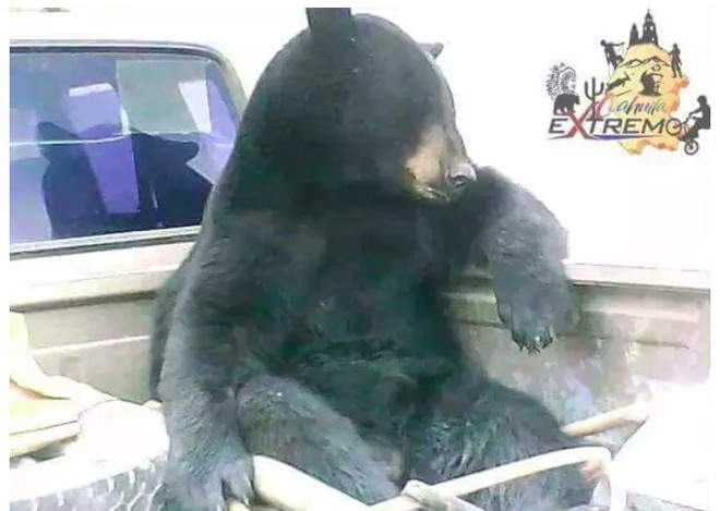 Clip: Thực hư chuyện chú gấu biết vẫy xe xin quá giang ở Mexico - Ảnh 1.
